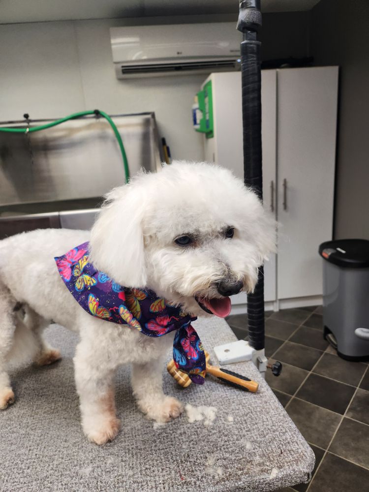 Smarty Paws Pet Grooming Image