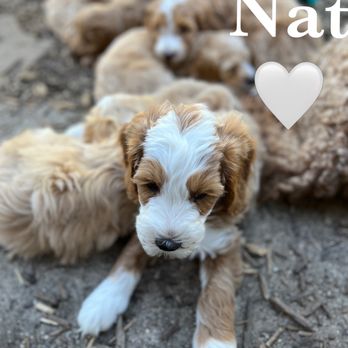 PetSmart Dog Training - Nat at 9 weeks old - Pet Training Near Me - Flint, Michigan