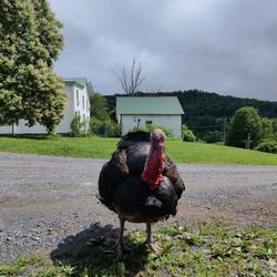 Maple Hill Farms