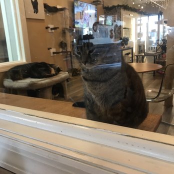 Catpurrccinos - Cats! - Themed Cafes Near Me - Huntington, New York Catpurrccinos - Cats! - Themed Cafes Near Me - Huntington, New York