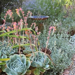 Columbus Garden School - Eco-friendly plants