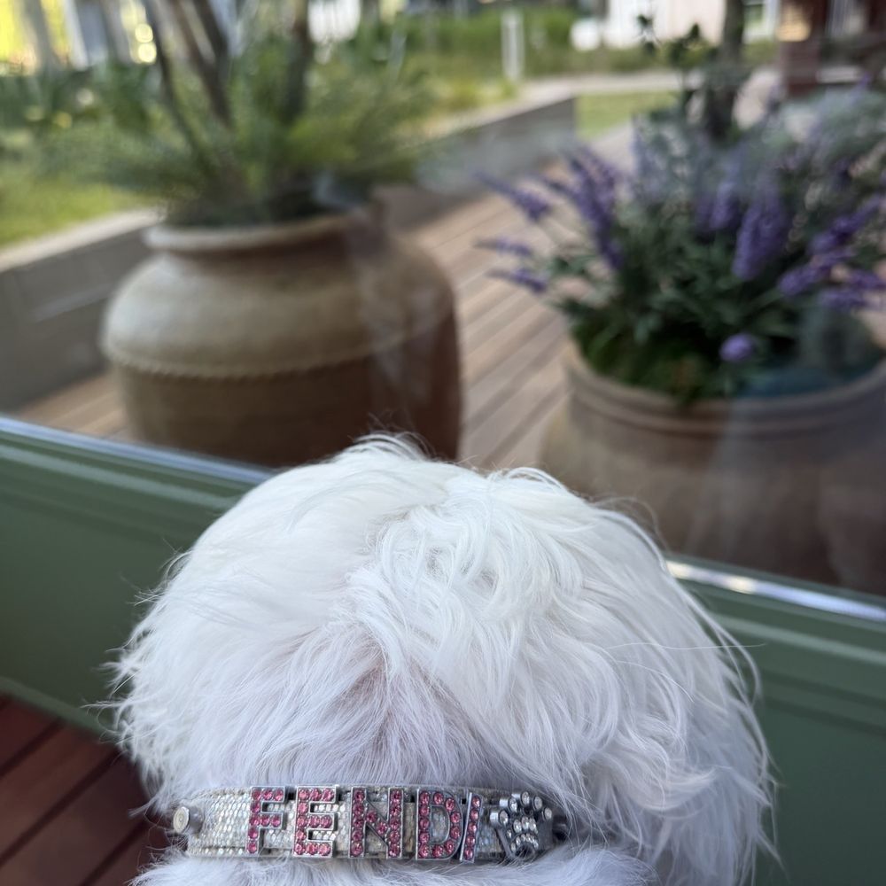 Fleurette - Fendi looks at the Potted Lavender - French Near Me - San Diego, California