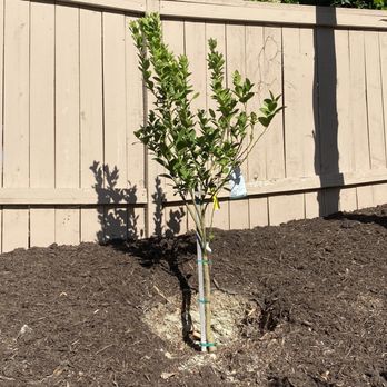 California Tropical Fruit Tree Nursery - Mexican lime tree - Nurseries & Gardening Near Me - Vista, California California Tropical Fruit Tree Nursery - Mexican lime tree - Nurseries & Gardening Near Me - Vista, California