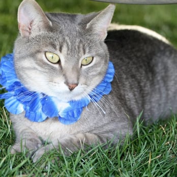 West Towne Veterinary Center - One of Bug's most popular mug shots! - Pet Groomers Near Me - Madison, Wisconsin West Towne Veterinary Center - One of Bug's most popular mug shots! - Pet Groomers Near Me - Madison, Wisconsin