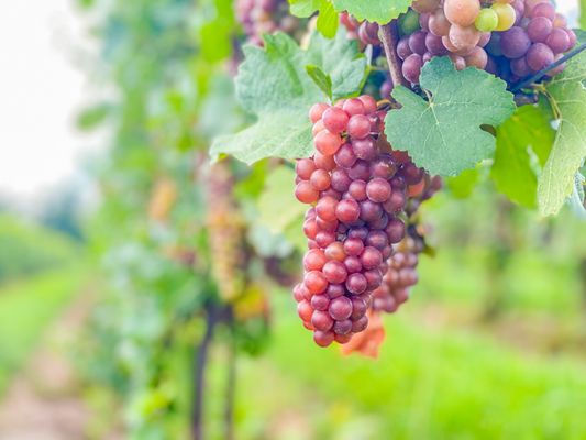 Hosmer Winery by null