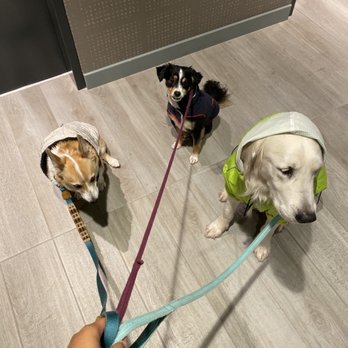 Darla's Dog Wash - (Left-right)Chainsaw,Kiyo and Breve on a rainy day :) trying to keep the doggies as fresh as possible! - Pet Groomers Near Me - Los Angeles, California