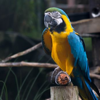 Nova Wild - Petting Zoos Near Me - Vienna, Virginia