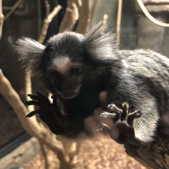 Rainforest Adventures - Zoos Near Me - Sevierville, Tennessee
