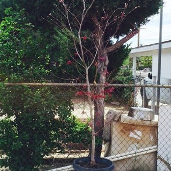 Paz Nursery - Japanese maple tree starting to bloom - Nurseries & Gardening Near Me - Montclair, California Paz Nursery - Japanese maple tree starting to bloom - Nurseries & Gardening Near Me - Montclair, California
