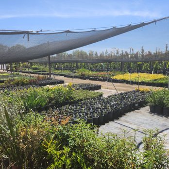 Stepping Stone Nursery - The best place to go to for plant lovers !!!! - Nurseries & Gardening Near Me - Atwater, California
