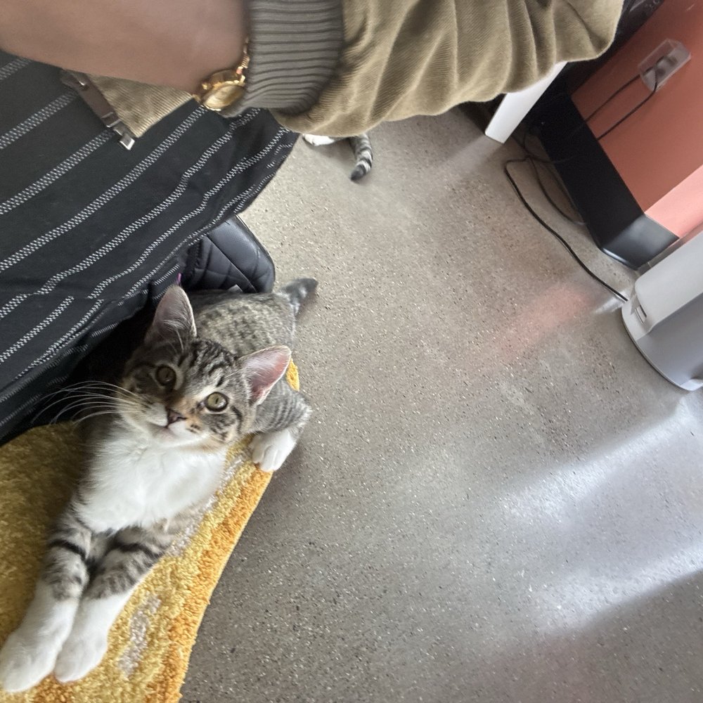 Kitty Cantina - The sweetest boy - Themed Cafes Near Me - Spokane, Washington Kitty Cantina - The sweetest boy - Themed Cafes Near Me - Spokane, Washington