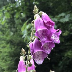 Cowlitz River Cabins - Gorgeous wildflowers all around