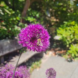 Meerkerk Gardens - Buzz! Buzz!
