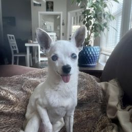 My 19.5 year old Chihuahua My 19.5 year old Chihuahua