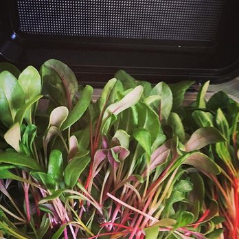 The Microgreenery - Rainbow Chard - Fruits & Veggies Near Me