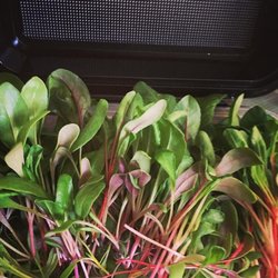 The Microgreenery - Rainbow Chard