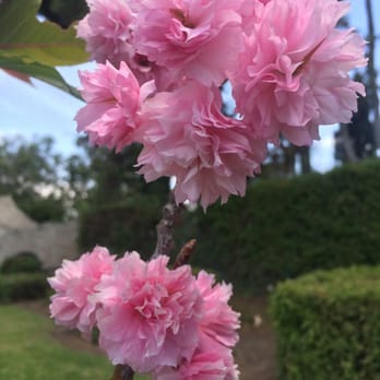 Garden Grove Park - More cherry blossoms blooming :) - Dog Parks Near Me - Garden Grove, California