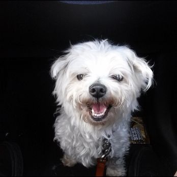 At Home, At Rest Pet Euthanasia - Veterinarians Near Me - San Jose, California