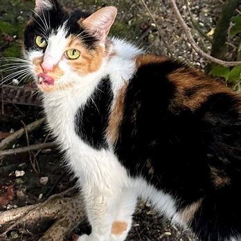Adopt A Cat Thrift Store - Abandoned Calico cat I named "Kali", she is at the shelter. - Pet Adoption Near Me - Juno Beach, Florida Adopt A Cat Thrift Store - Abandoned Calico cat I named "Kali", she is at the shelter. - Pet Adoption Near Me - Juno Beach, Florida