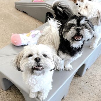 Petite Pup - @ petite pups - Pet Groomers Near Me - Scottsdale, Arizona