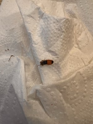 La Posada de Santa Fe, a Tribute Portfolio Resort & Spa by null