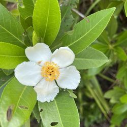 Urfer Family Park - Gordonia lasianthus, Loblolly bay
