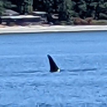 Puget Sound Express - Hunting orca - Whale Watching Tours Near Me - Edmonds, Washington Puget Sound Express - Hunting orca - Whale Watching Tours Near Me - Edmonds, Washington
