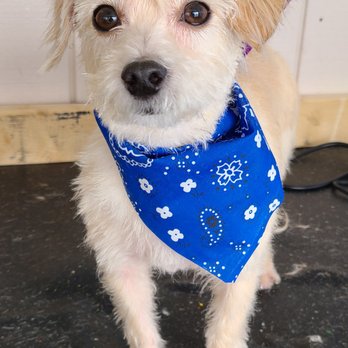 April's Dog Grooming - Pet Groomers Near Me