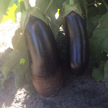 Angelic Gardens - Fruits & Veggies Near Me - Minot, North Dakota