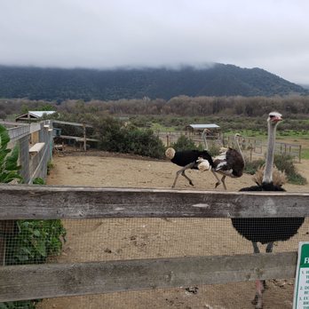 Ostrichland USA - Ostrich - Attraction Farms Near Me - Solvang, California Ostrichland USA - Ostrich - Attraction Farms Near Me - Solvang, California