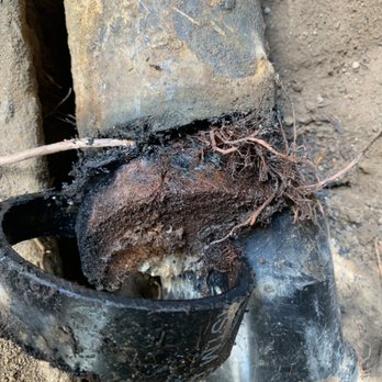 Dead Mouzz Design and Rooter - Heavy Root Intrusion - Plumbing Near Me - West Hollywood, California Dead Mouzz Design and Rooter - Heavy Root Intrusion - Plumbing Near Me - West Hollywood, California