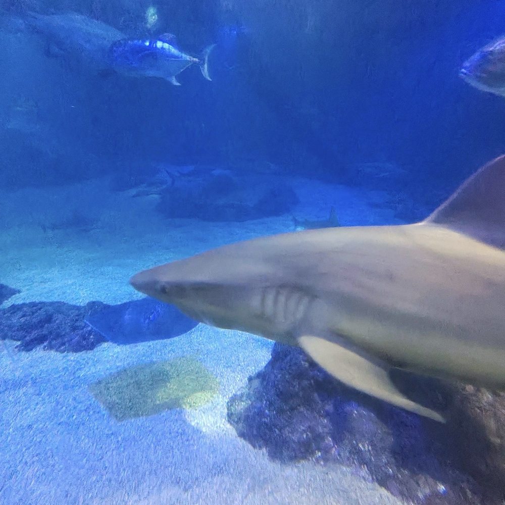 Maui Ocean Center - Aquariums Near Me - Wailuku, Hawaii Maui Ocean Center - Aquariums Near Me - Wailuku, Hawaii