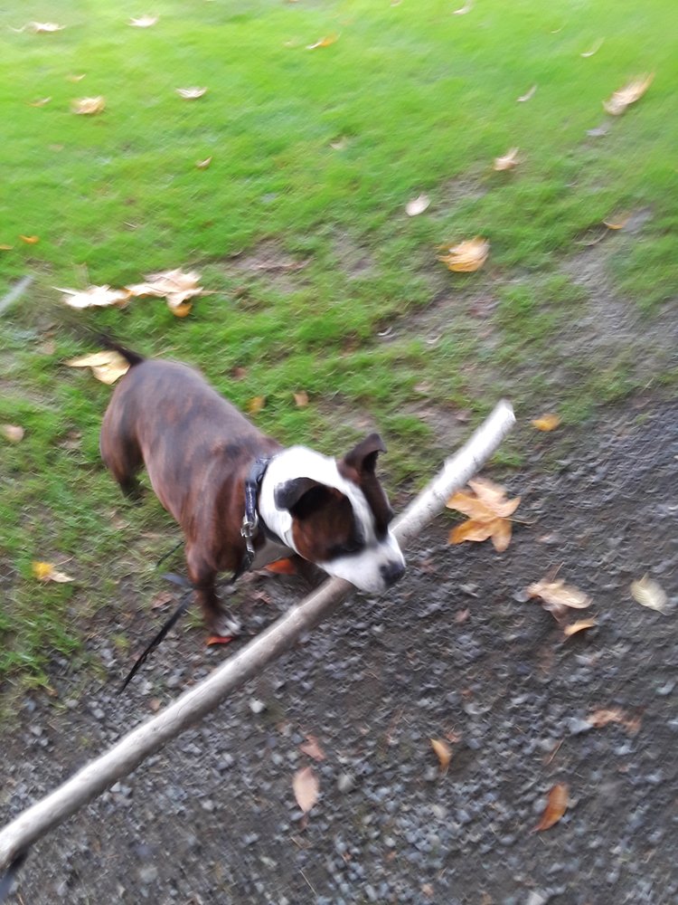 CMPAWS 6329 95th St NE, Marysville, Washington Pet Stores Phone