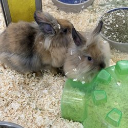Pratt's Pets - Mesa - Bunnies
