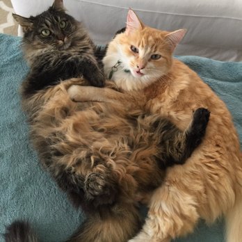 Peaceful Playful Pets - Pet Sitting Near Me Peaceful Playful Pets - Pet Sitting Near Me