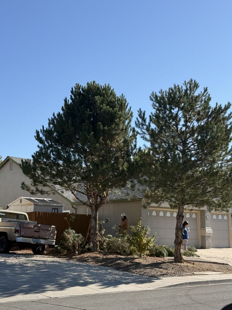 Timber’s Tree Care - tree service in Reno, NV