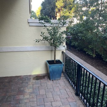 Moon Valley Nurseries - Orange tree - Nurseries & Gardening Near Me - Peachtree City, Georgia