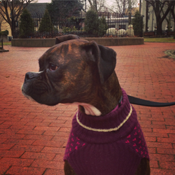 American Dogs LLC - Doesn't Penny look handsome!