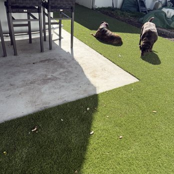 Luxe Synthetic Turf - Dogs love the new turf!! - Artificial Turf Near Me - Lake Park, Florida Luxe Synthetic Turf - Dogs love the new turf!! - Artificial Turf Near Me - Lake Park, Florida