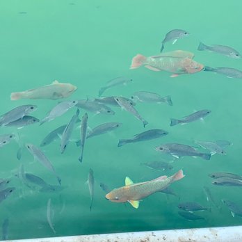 Island Fish - Table view - Seafood Near Me - Marathon, Florida