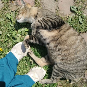 Henry's Gardens - Customer service support, "Sage" who accepts chin scratches.  Very soft and gentle!  Henry's Gardens - Nurseries & Gardening Near Me - Eden, New York