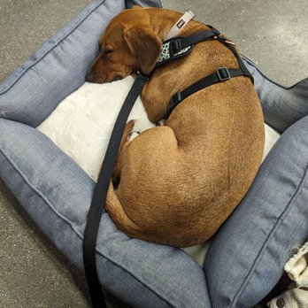 PetSmart Dog Training - Lola testing a bed - Pet Stores Near Me - Menifee, California