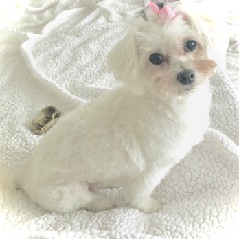T L Pet Grooming - Pet Groomers Near Me - Santa Paula, California T L Pet Grooming - Pet Groomers Near Me - Santa Paula, California