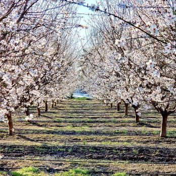 Fresno County Blossom Trail - Local Flavor Near Me - Fresno, California Fresno County Blossom Trail - Local Flavor Near Me - Fresno, California