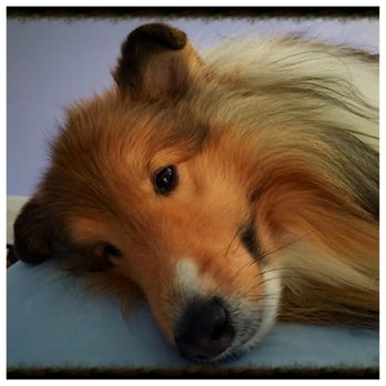 Serenity Pet Massage - Bo loves his massages! - Pet Services Near Me Serenity Pet Massage - Bo loves his massages! - Pet Services Near Me