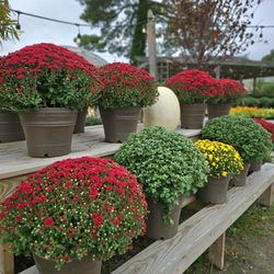The Blooming British Garden Center