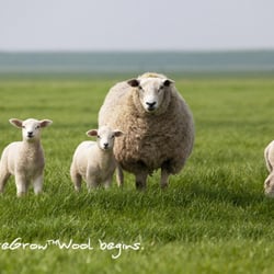 Good Night Naturals - Our fabulous sheep!
