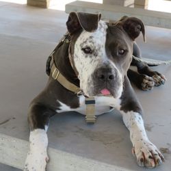 Q Street Animal Hospital - Bravo Cushman