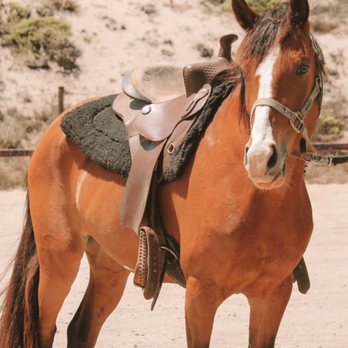 Dreamor Ranch - Horseback Riding Near Me - Coulterville, California Dreamor Ranch - Horseback Riding Near Me - Coulterville, California