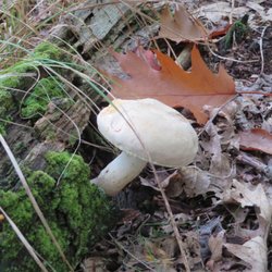 Ontario County Park - Mushroom on purple trail